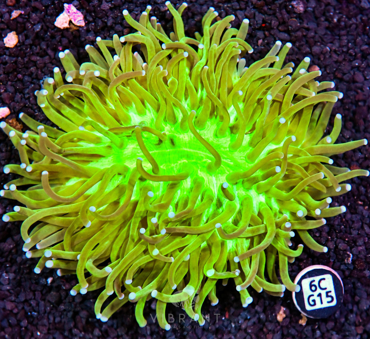 Heliofungia AUS