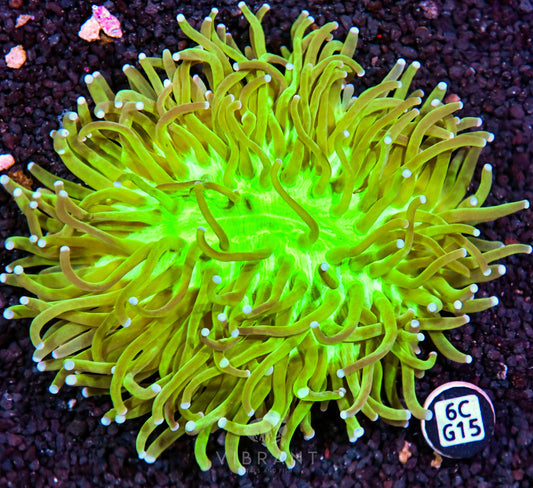 Heliofungia AUS