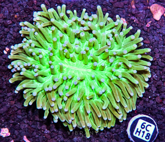 Heliofungia AUS