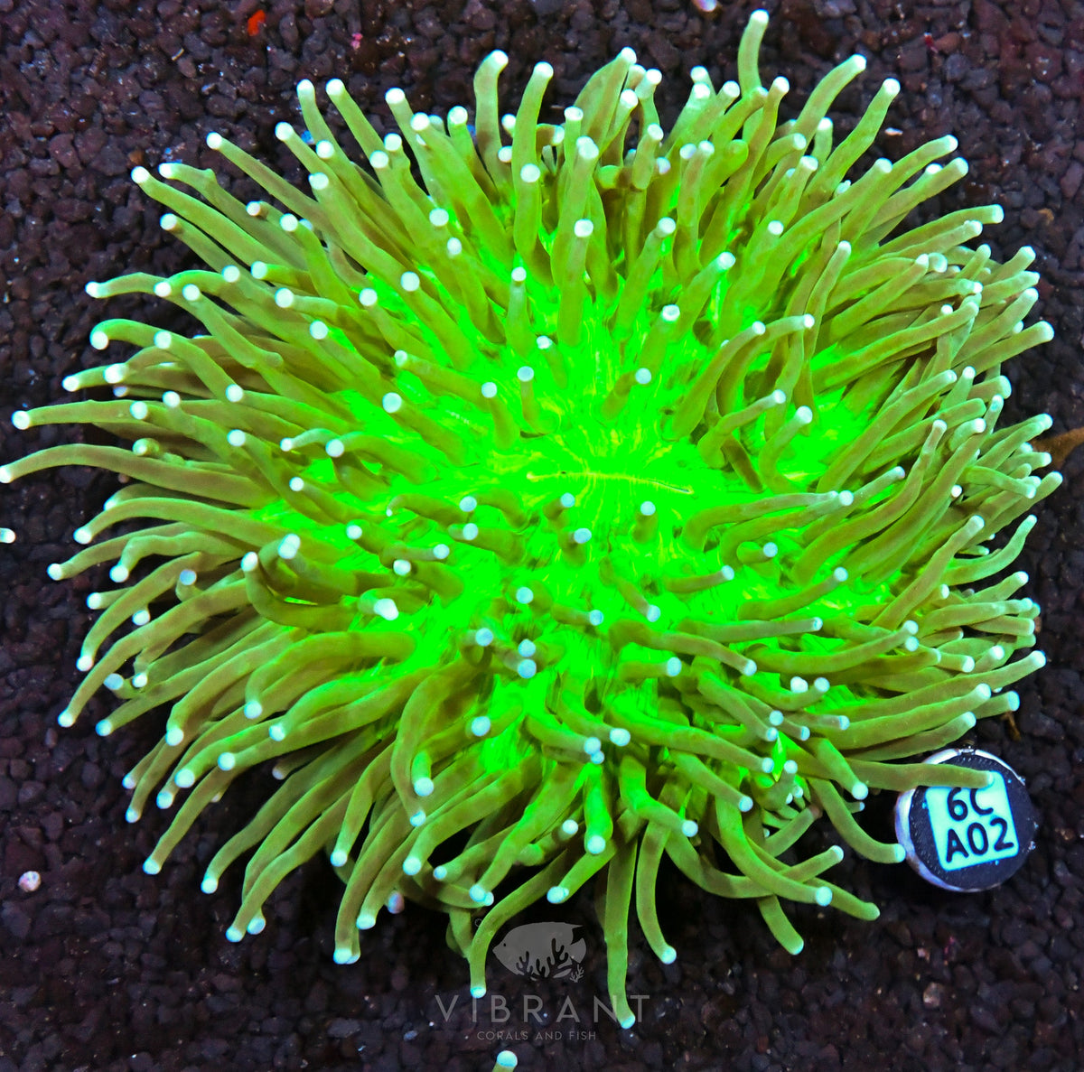 Heliofungia AUS