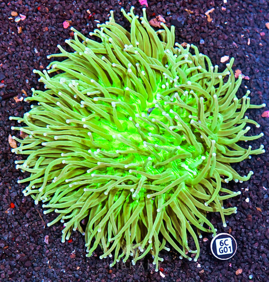 Heliofungia AUS