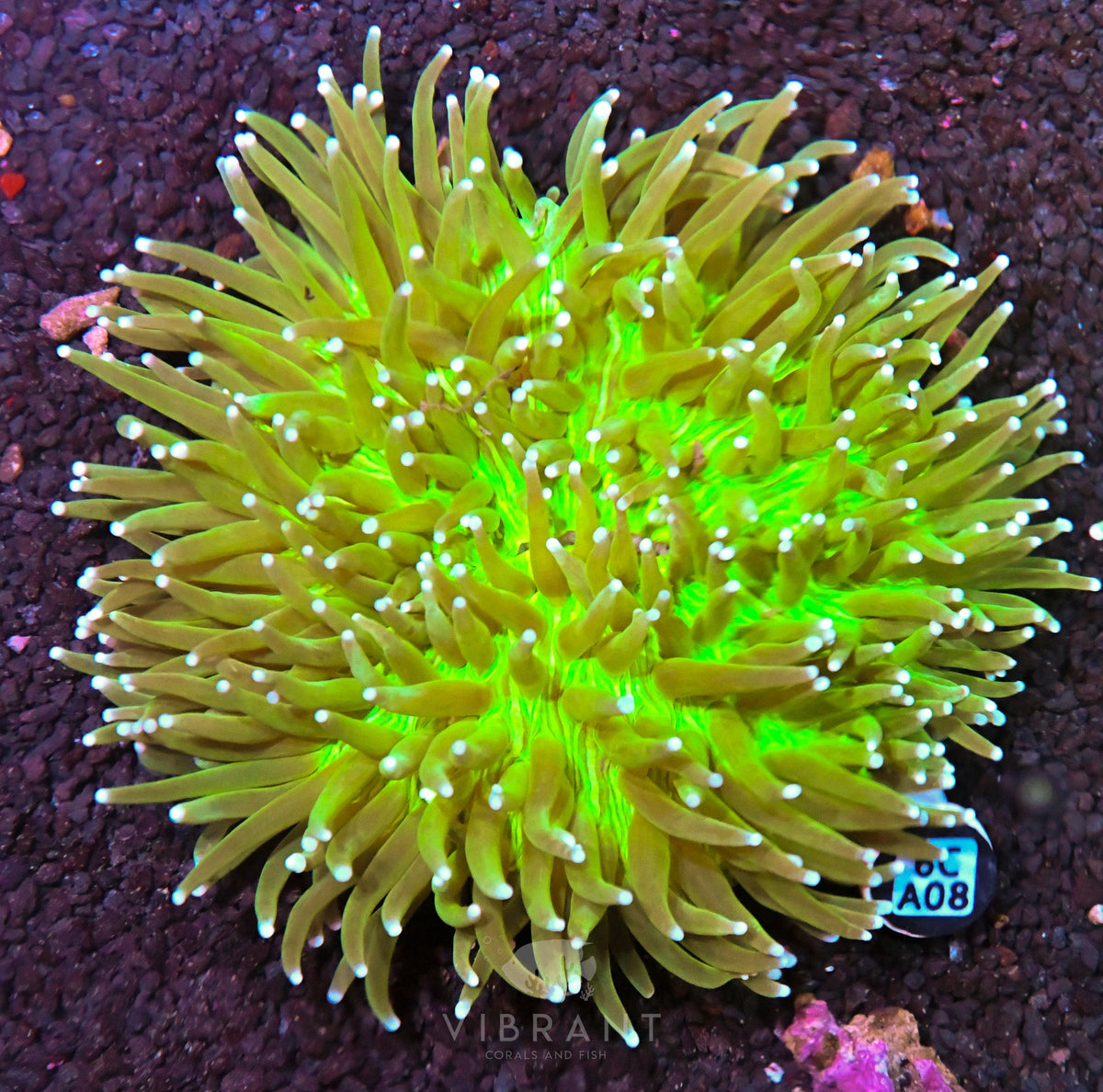 Heliofungia AUS