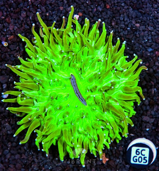 Heliofungia AUS