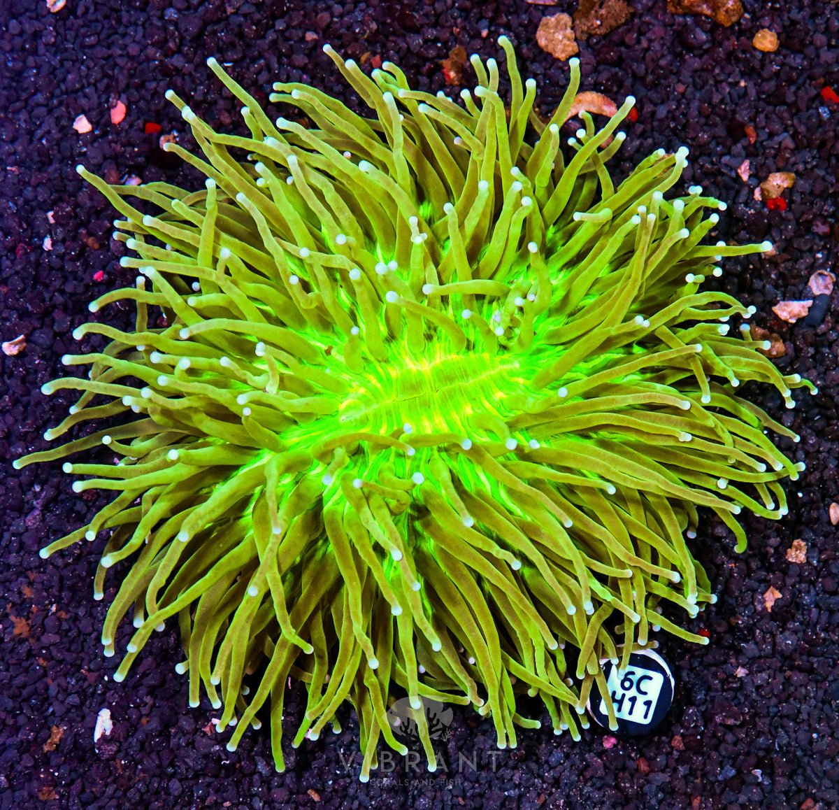 Heliofungia AUS