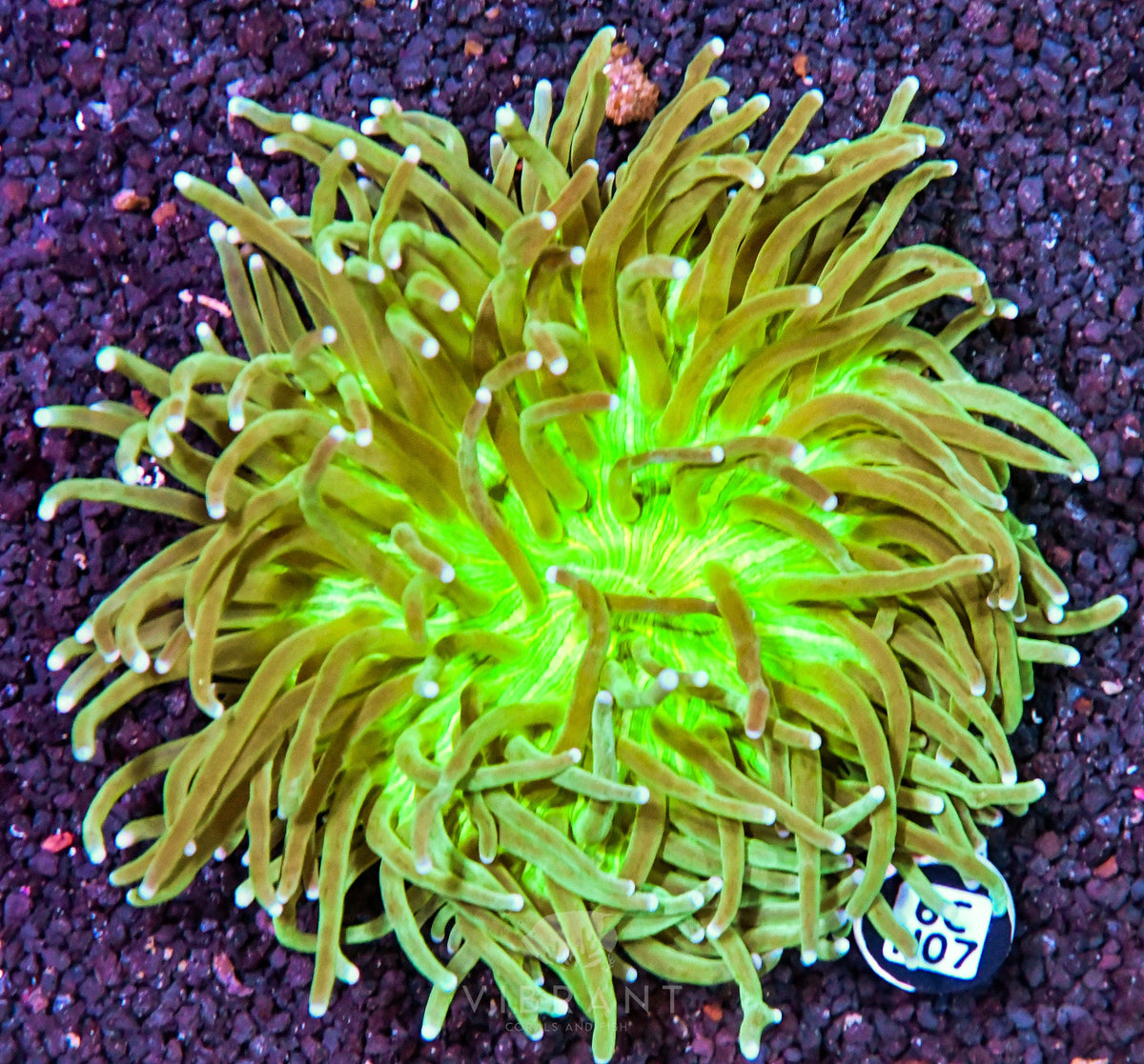 Heliofungia AUS