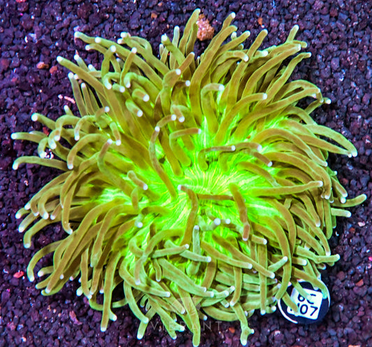 Heliofungia AUS