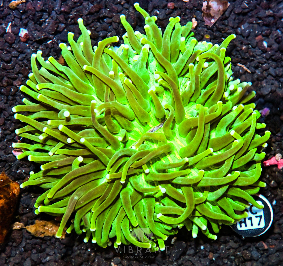Heliofungia AUS
