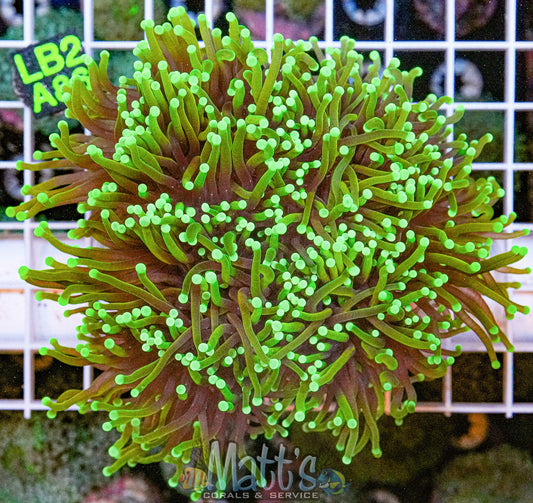 Indo Electric Green Torch “WYSIWYG”