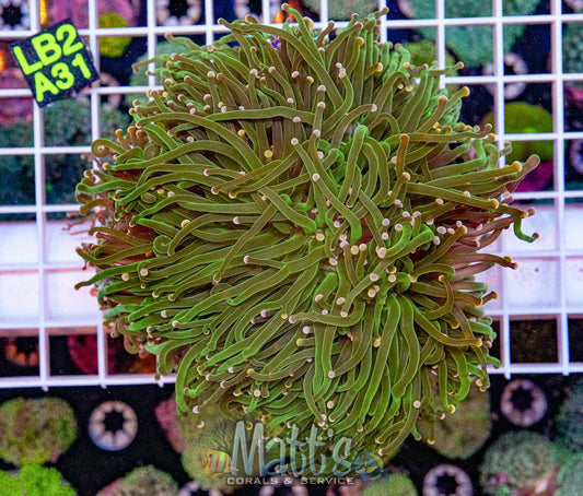 Indo Electric Green Torch “WYSIWYG”