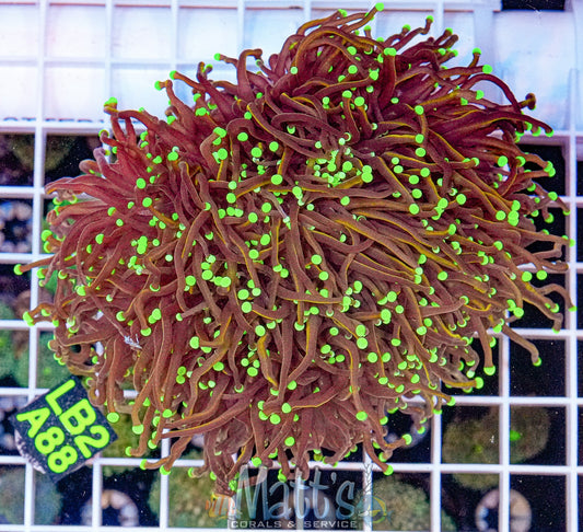 Indo Green/Teal Tip Gold Torch “WYSIWYG”