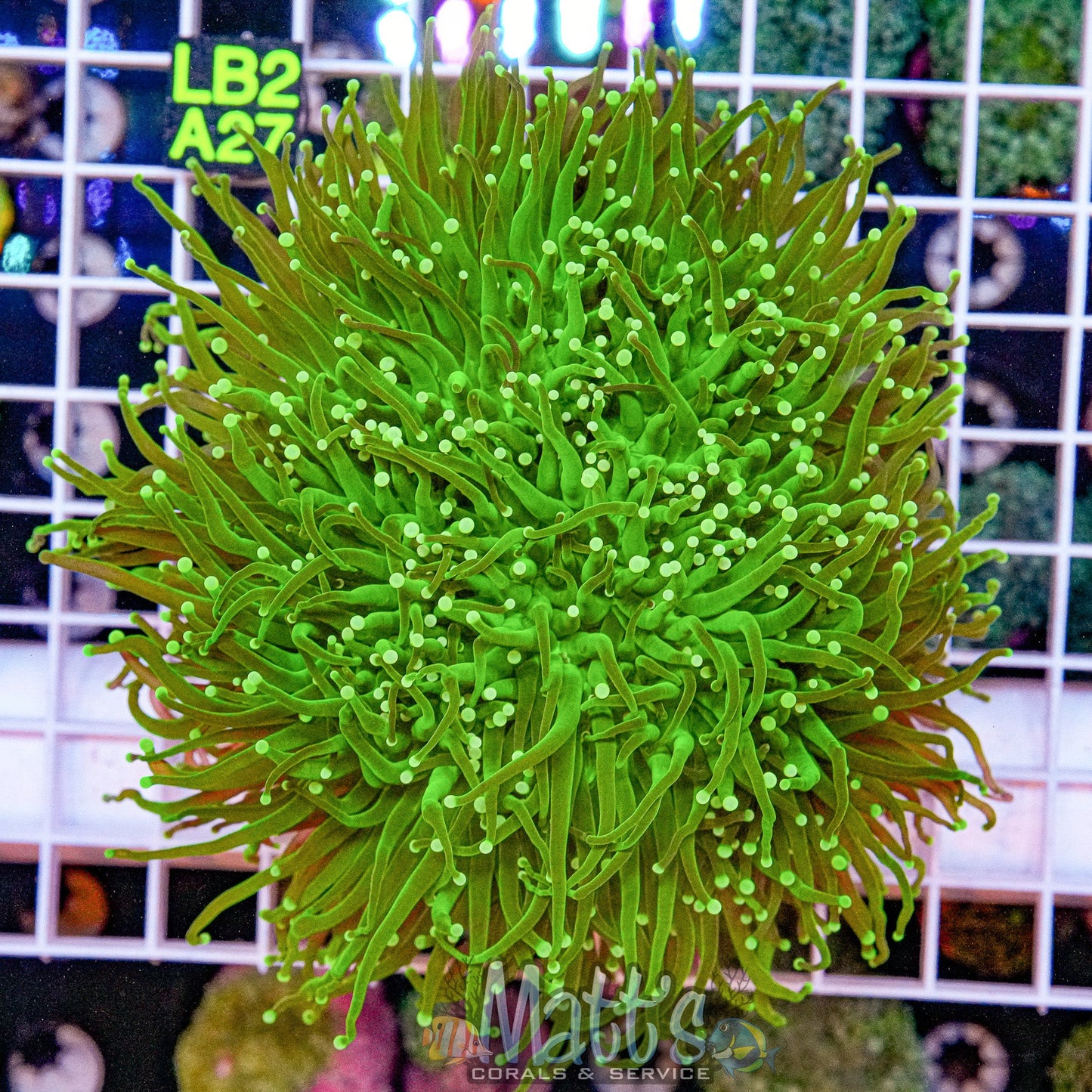 Indo Green Torch “WYSIWYG”