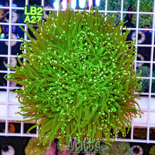 Indo Green Torch “WYSIWYG”