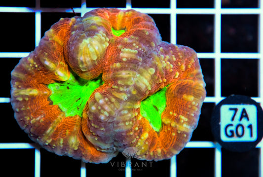 Lobophyllia AUS