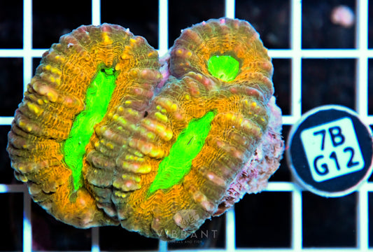 Lobophyllia AUS