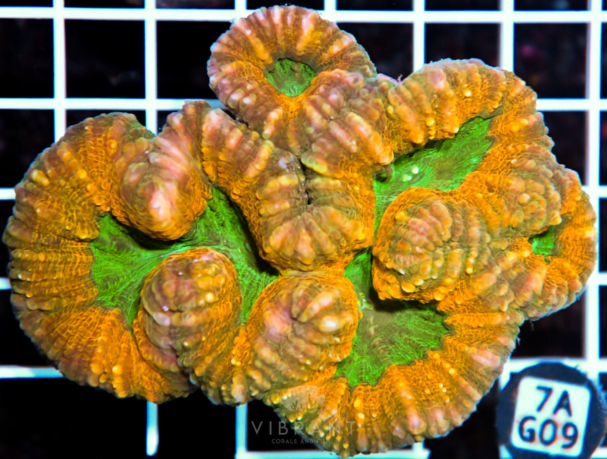 Lobophyllia AUS