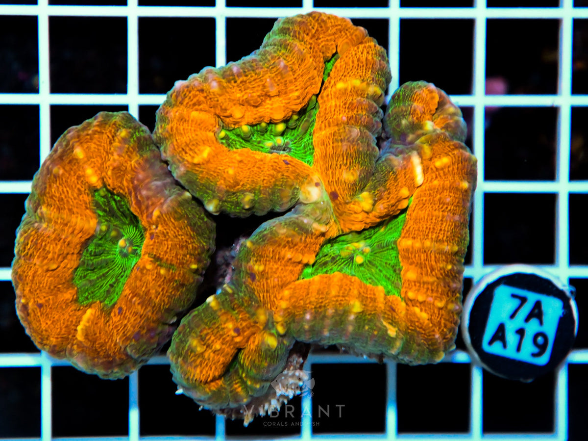 Lobophyllia AUS
