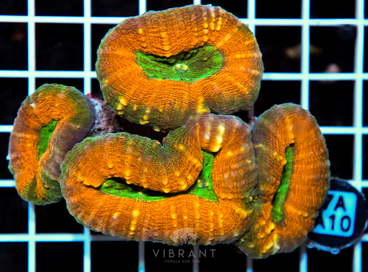 Lobophyllia AUS