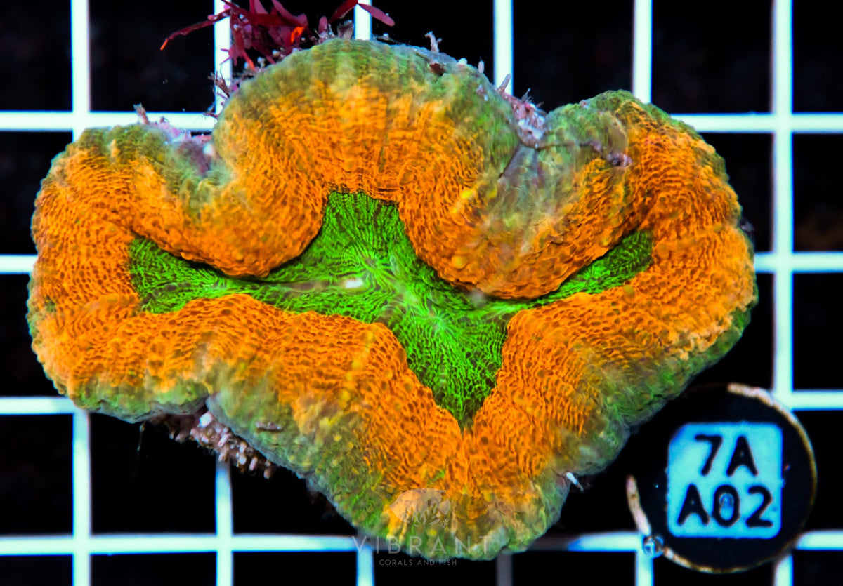 Lobophyllia AUS