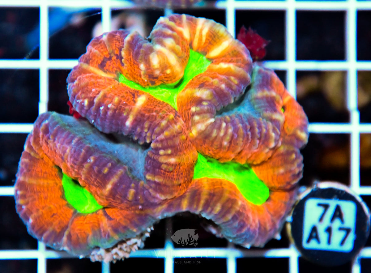 Lobophyllia AUS