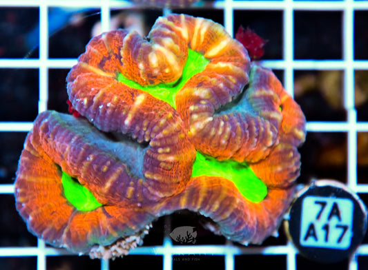 Lobophyllia AUS