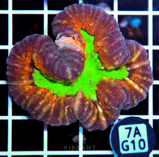 Lobophyllia AUS