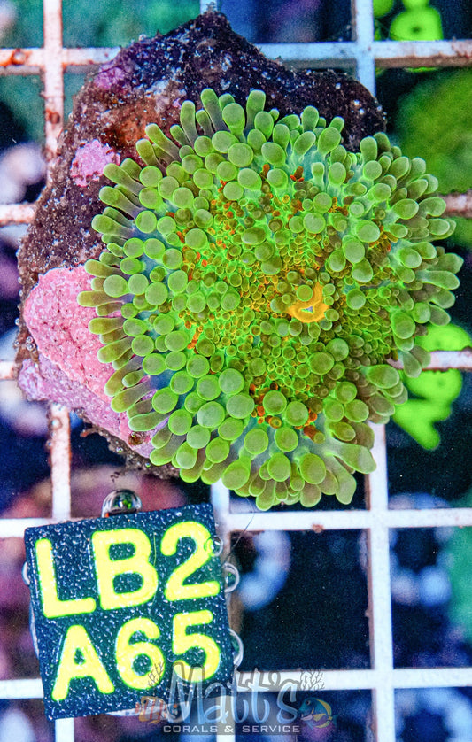 Mean Green Yuma Mushroom