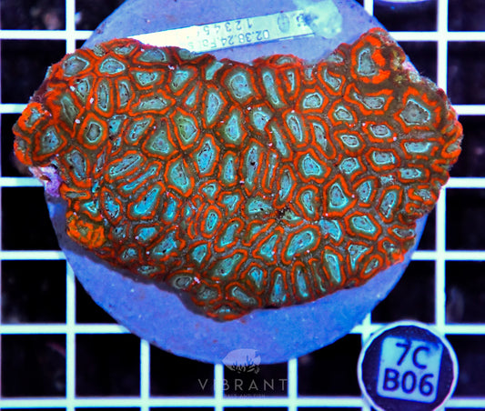 Micromussa INDO