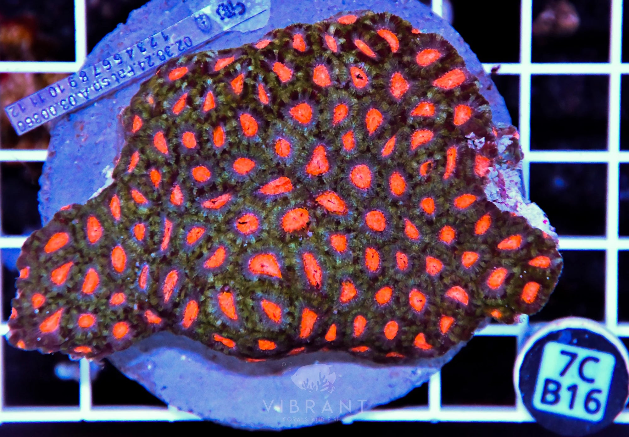Micromussa INDO