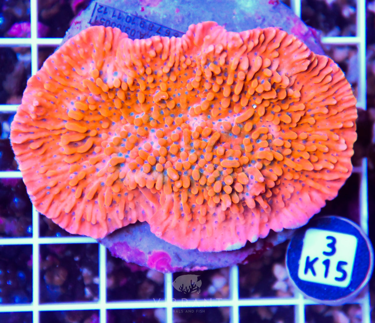 Montipora INDO