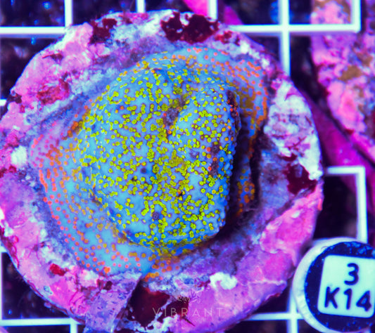 Montipora INDO