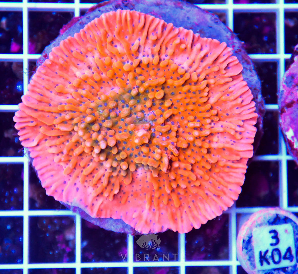 Montipora INDO