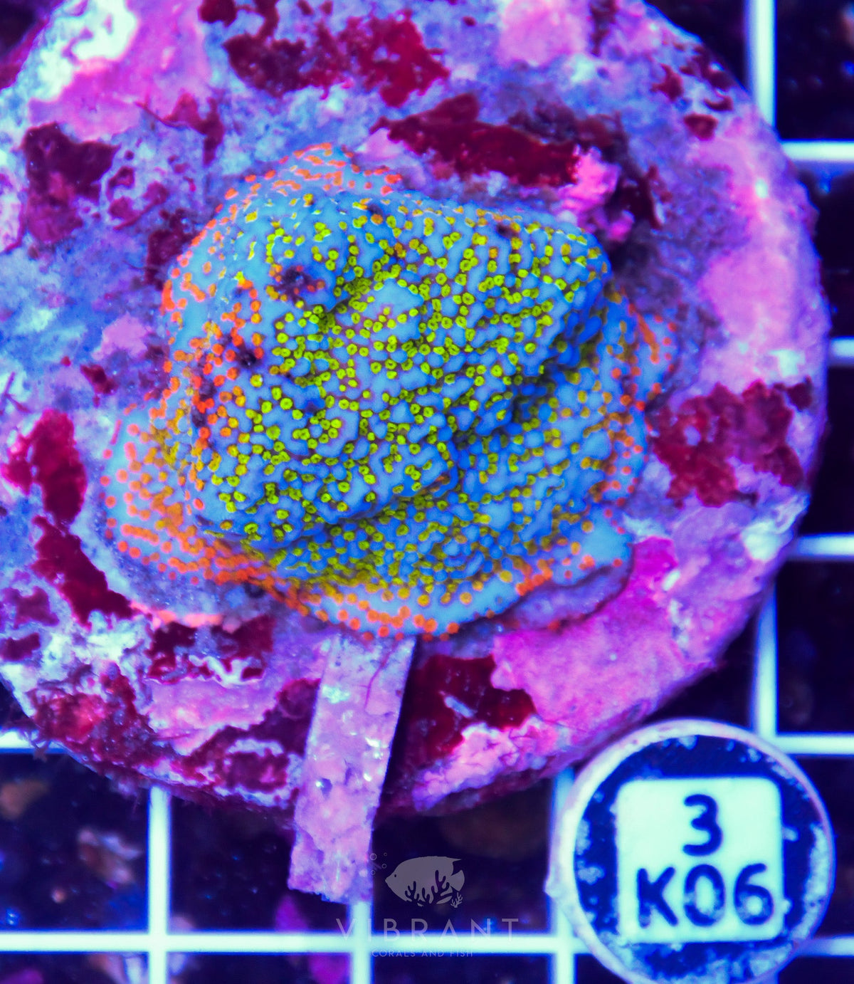 Montipora INDO