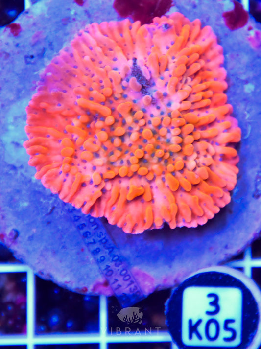 Montipora INDO
