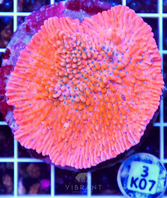 Montipora INDO