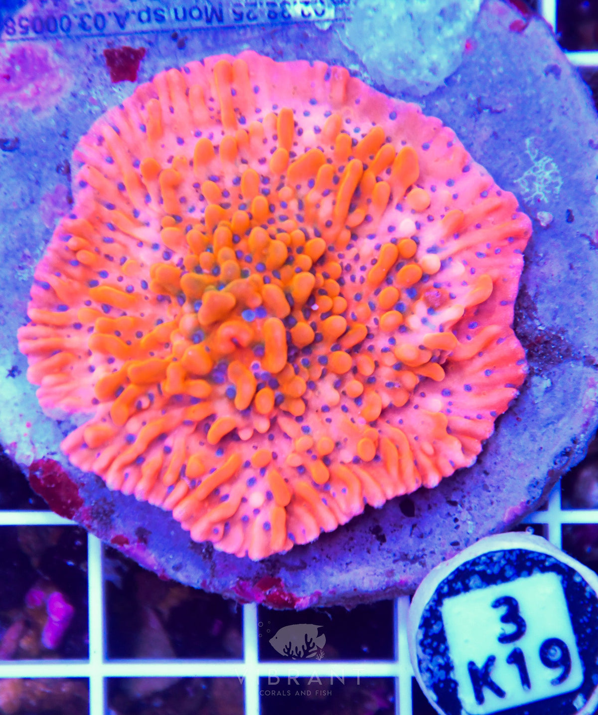 Montipora INDO