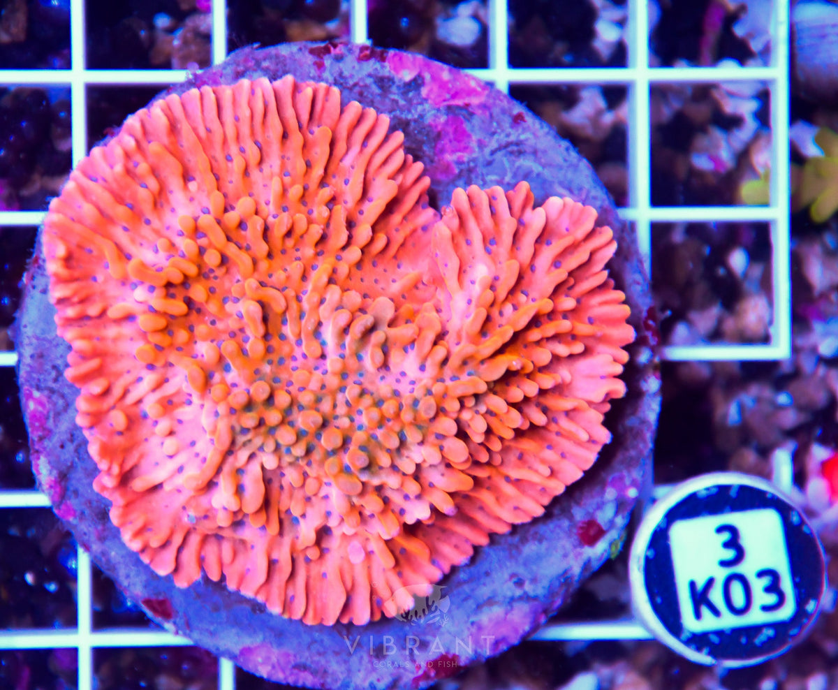 Montipora INDO