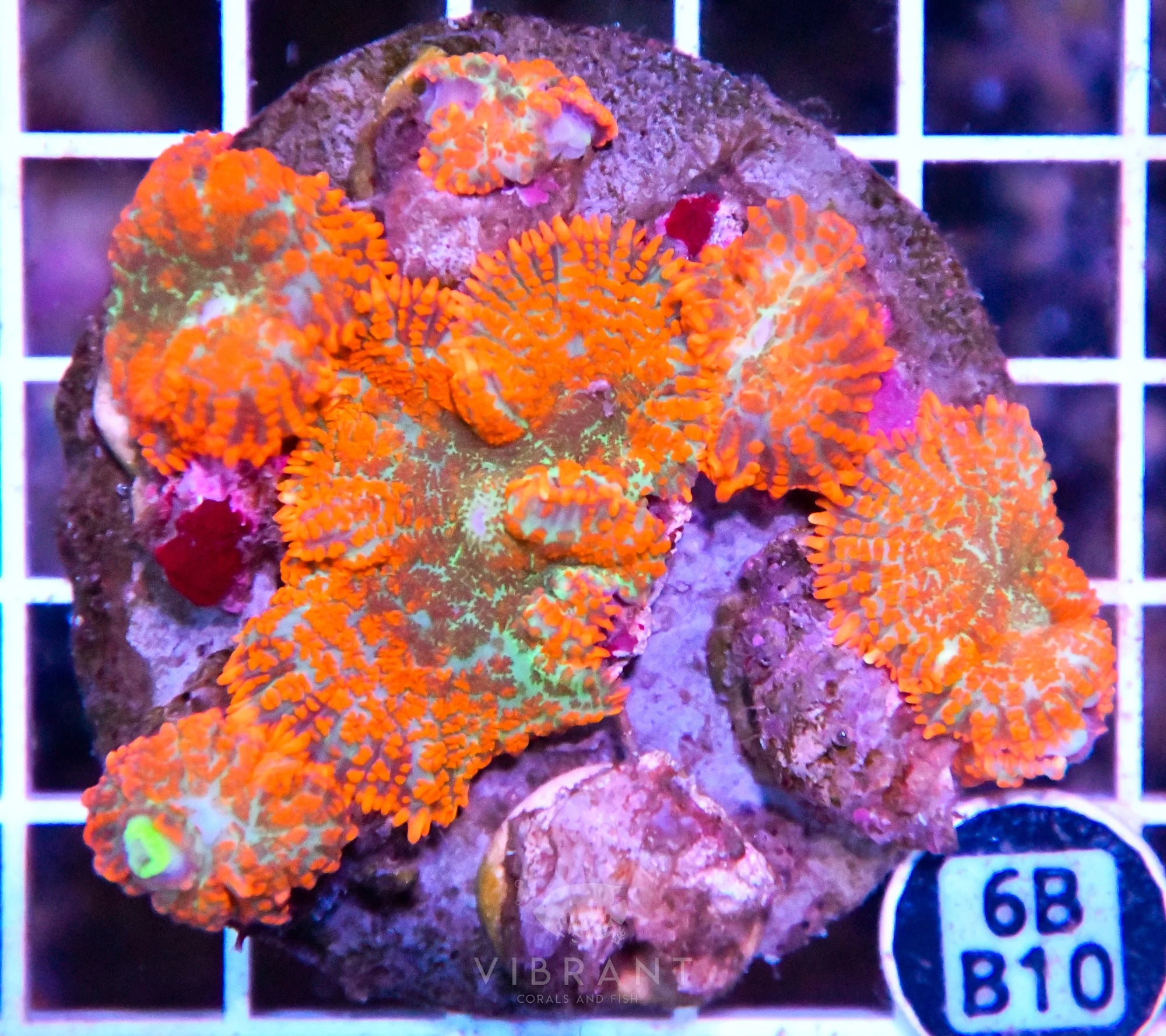 Mushroom INDO