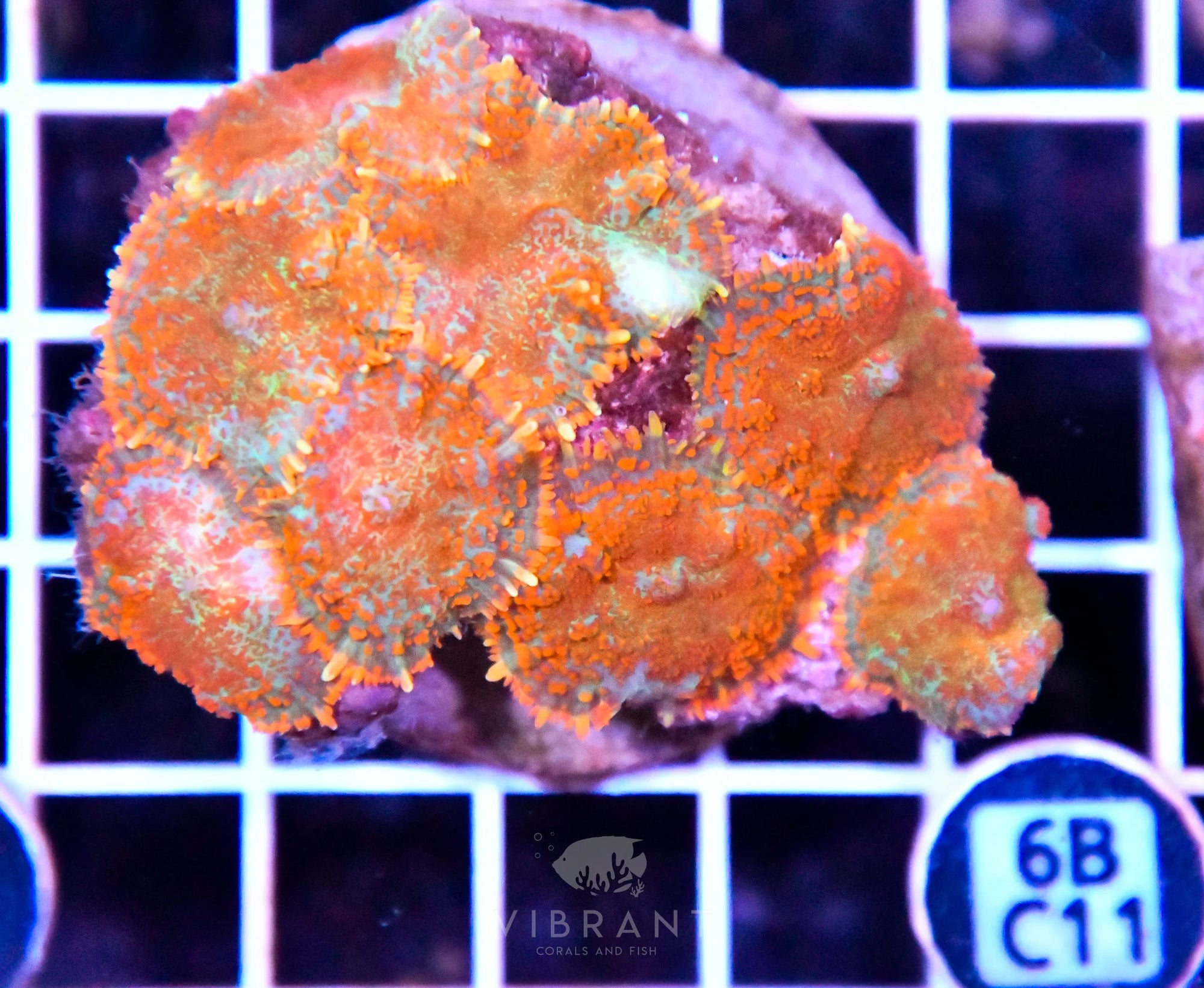 Mushroom INDO