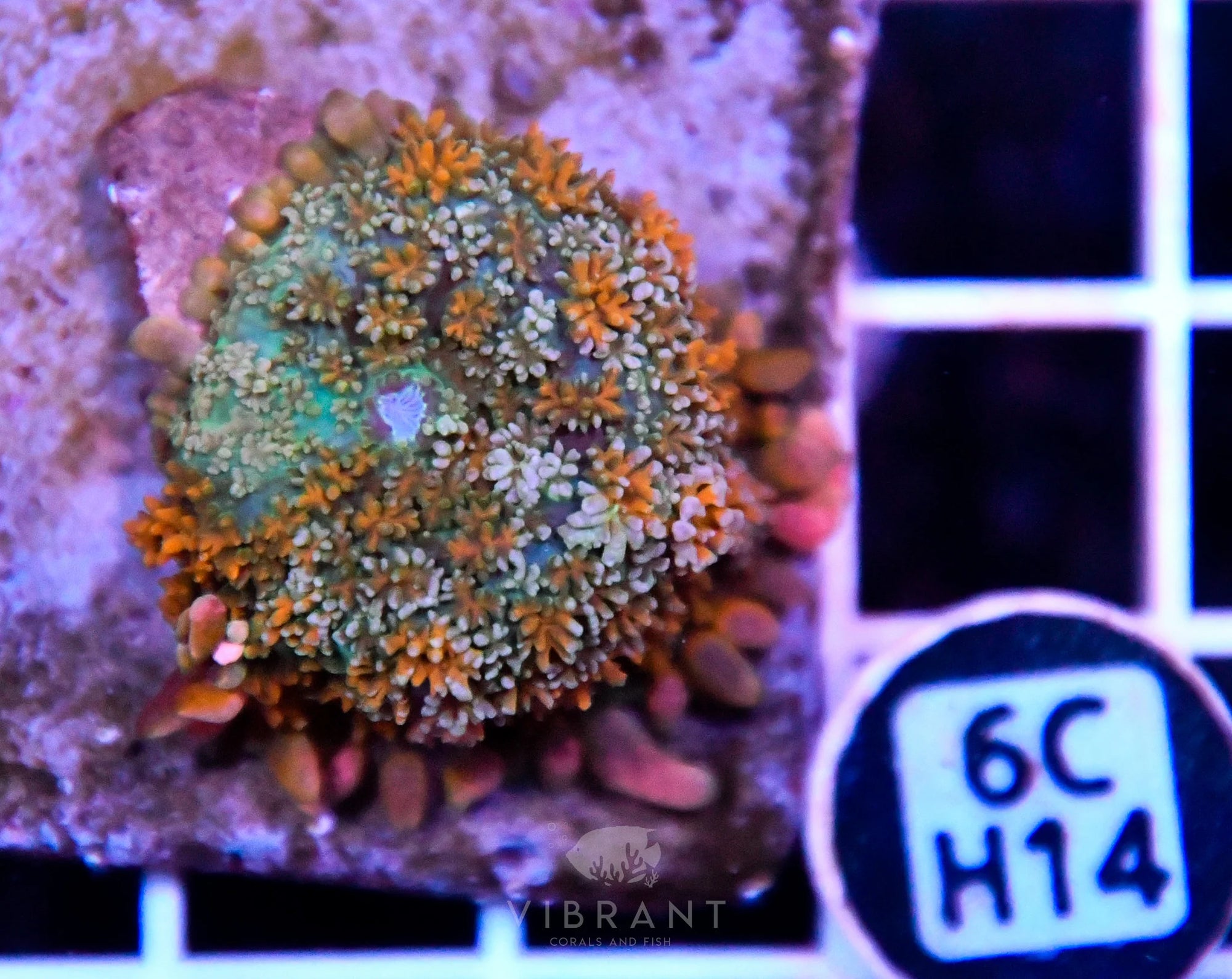 Mushroom INDO