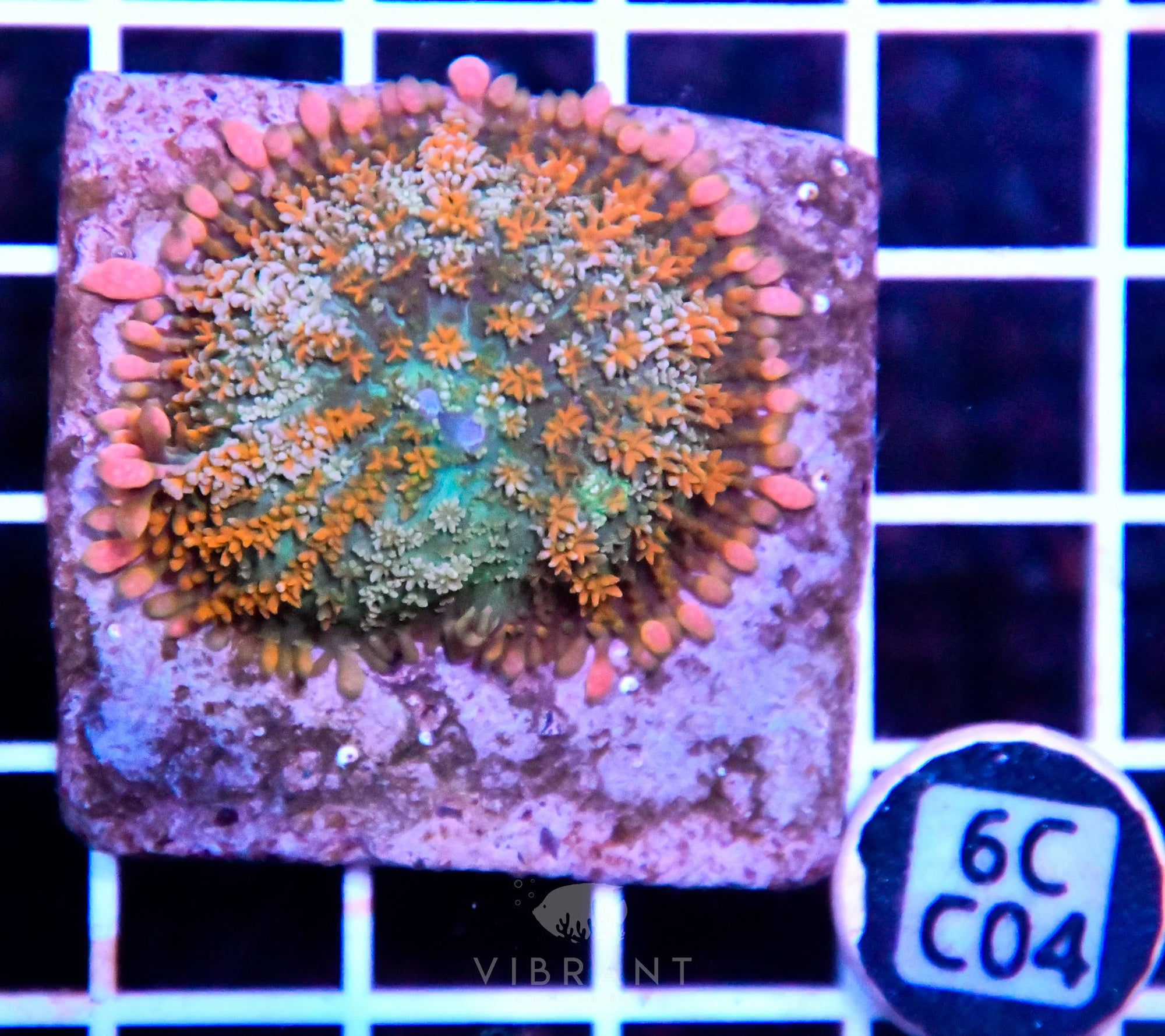 Mushroom INDO