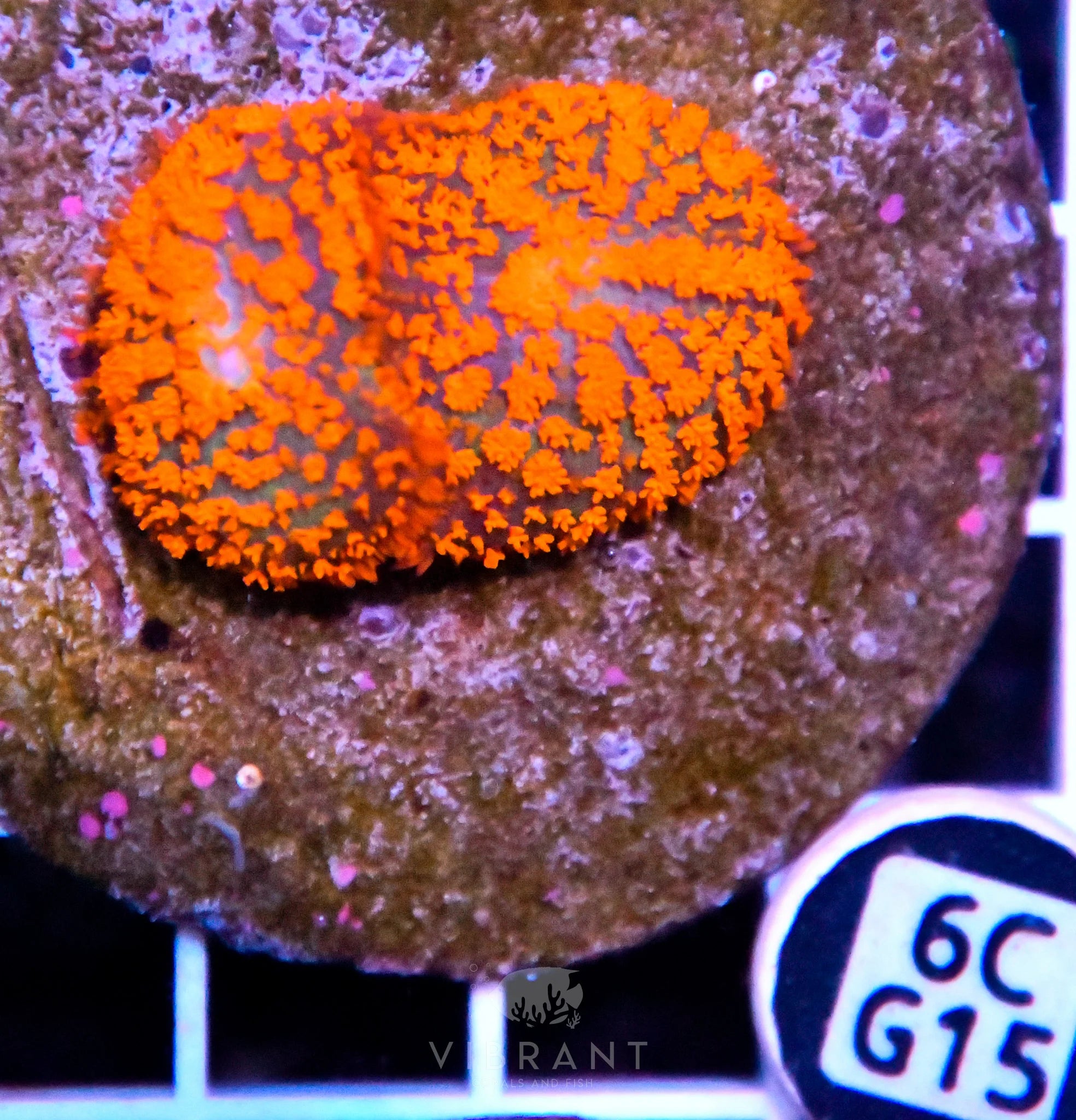 Mushroom INDO