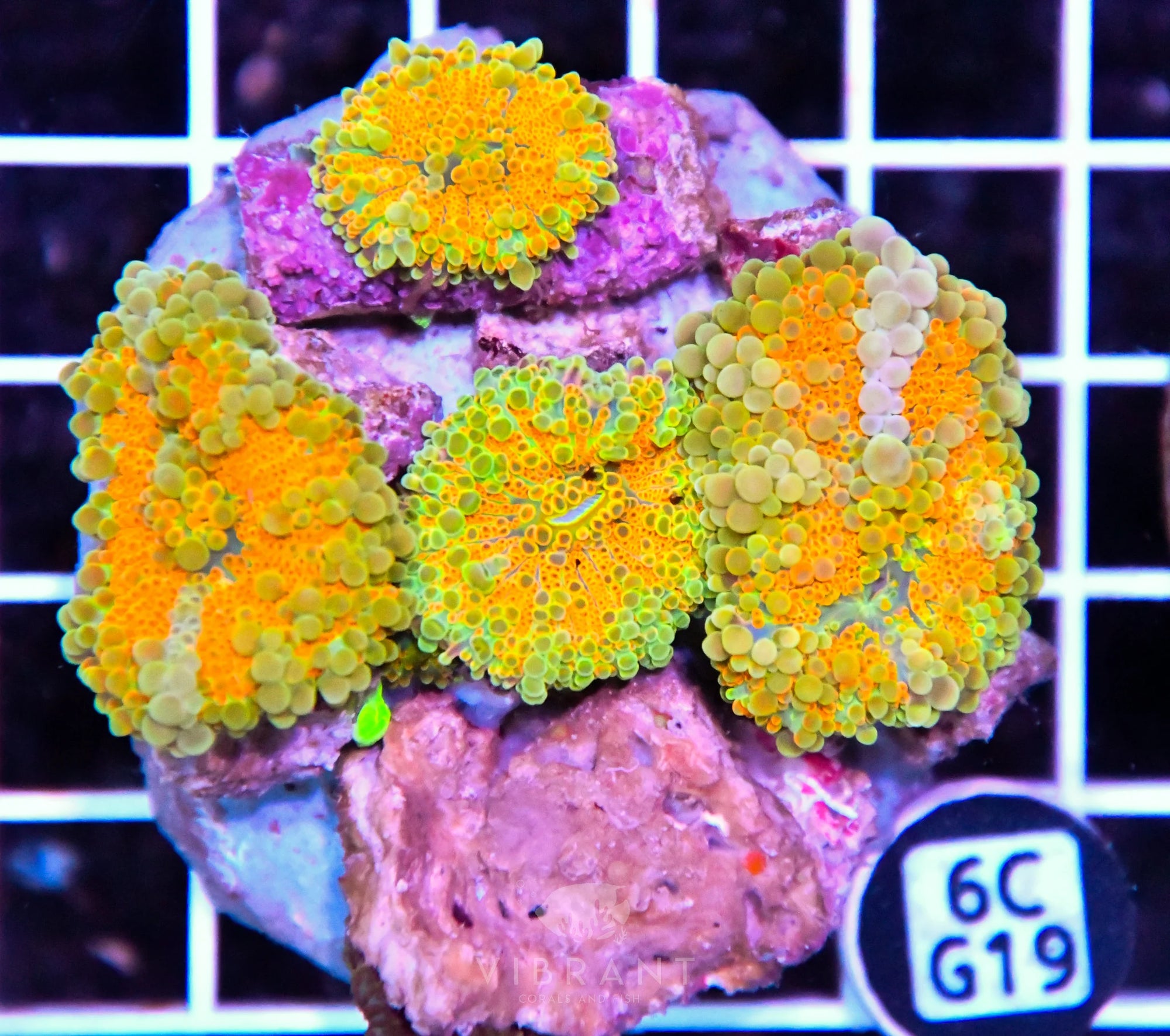Mushroom INDO