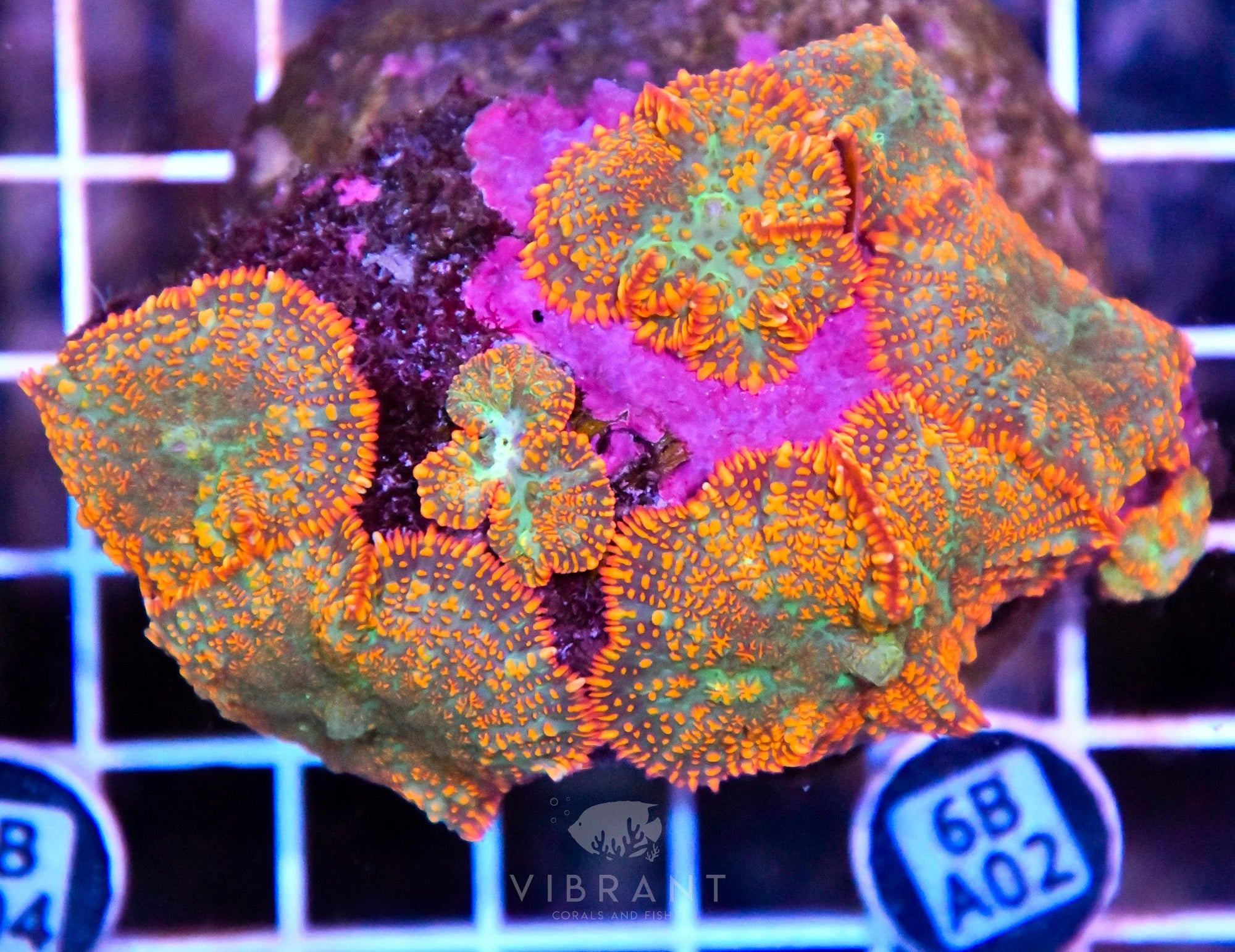 Mushroom INDO