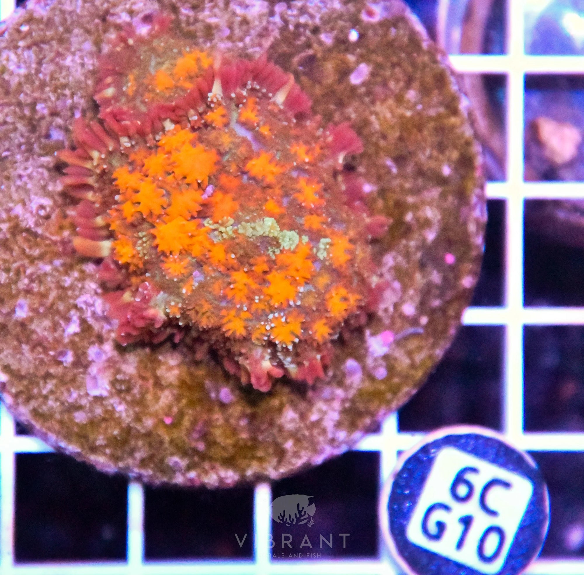 Mushroom INDO