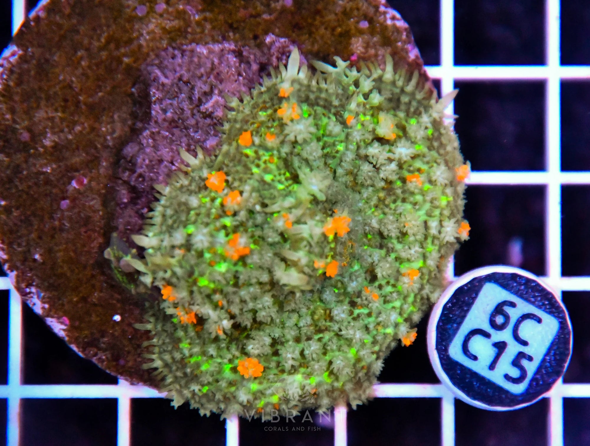 Mushroom INDO