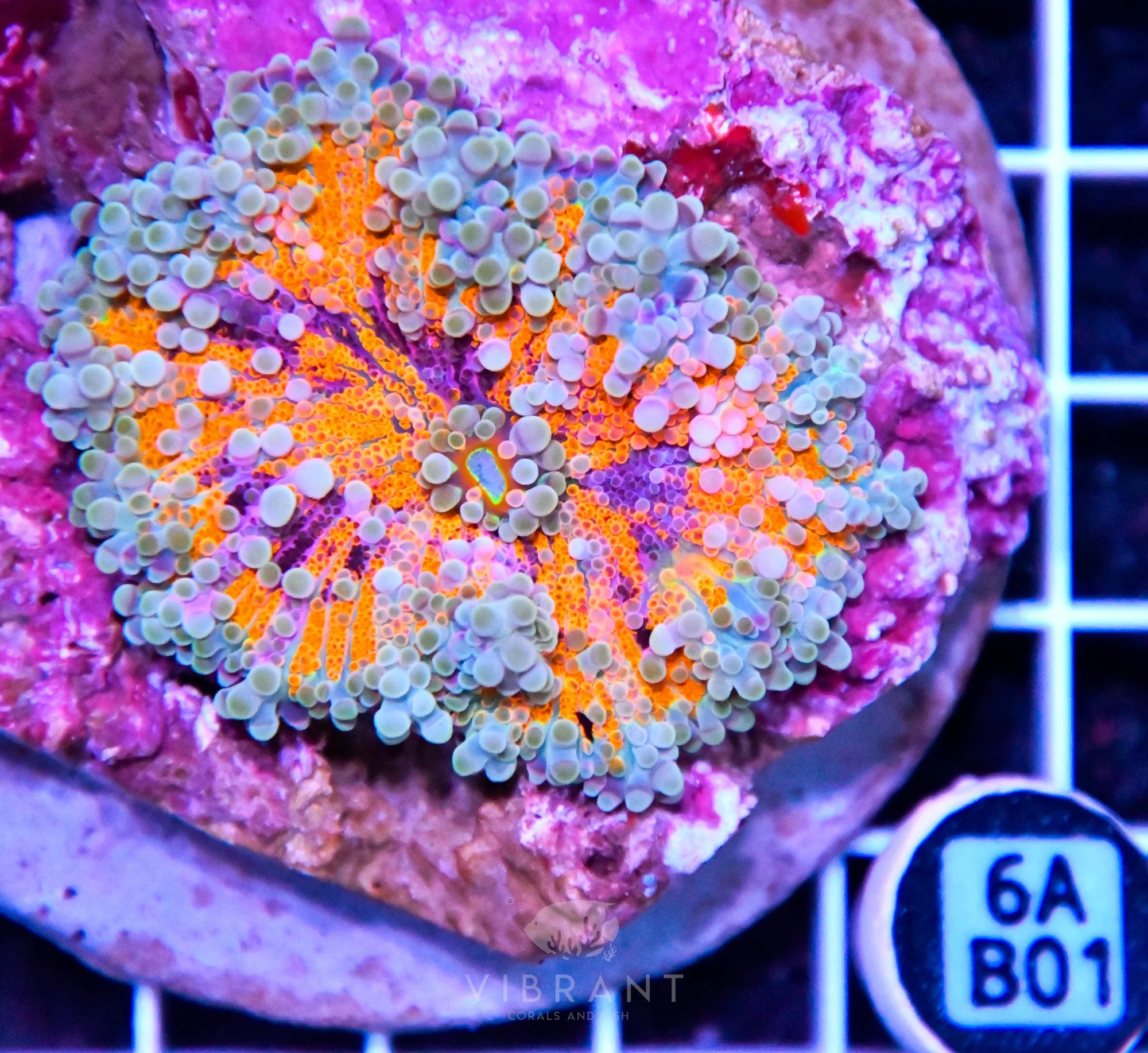Mushroom INDO XL