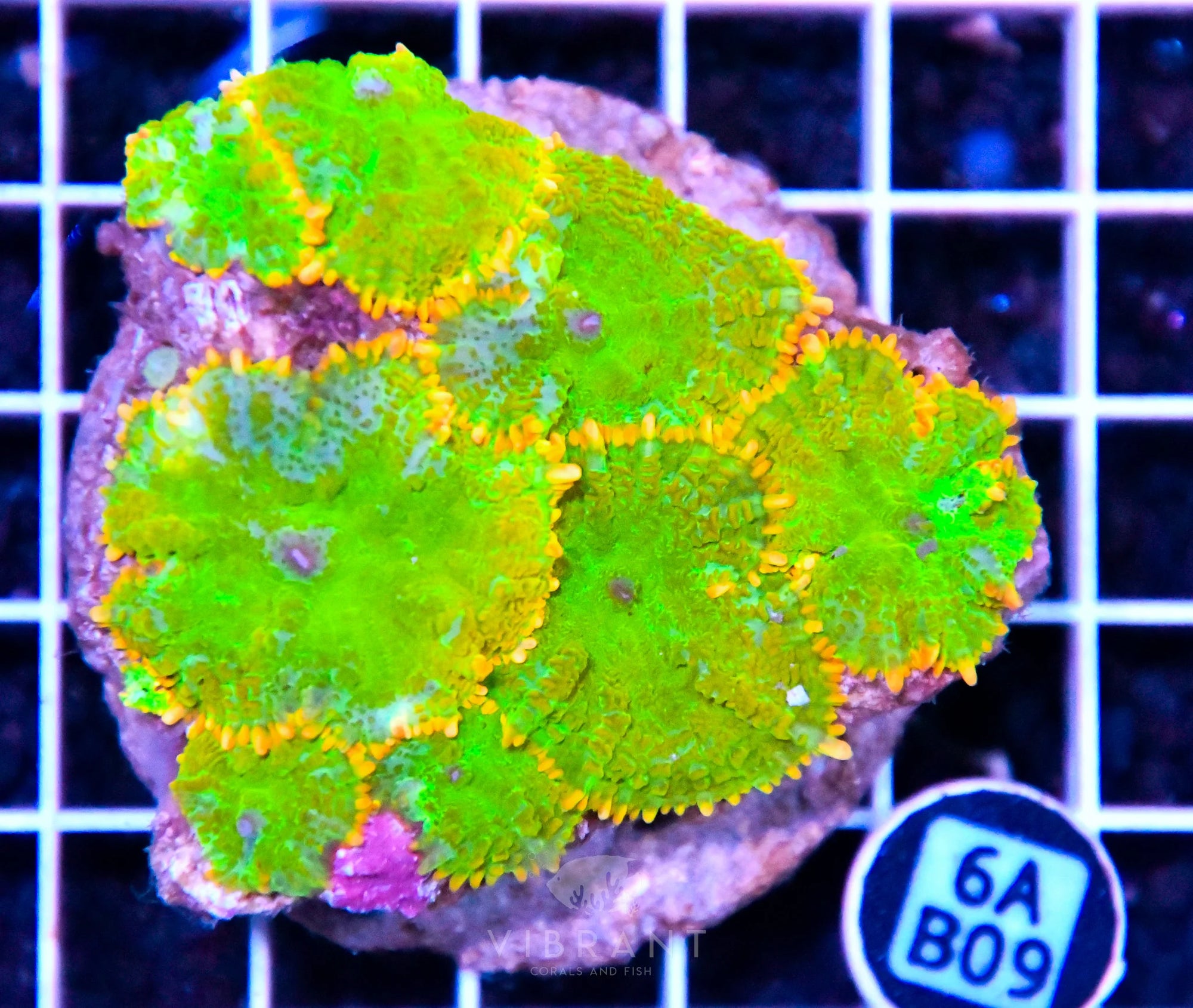 Mushroom INDO