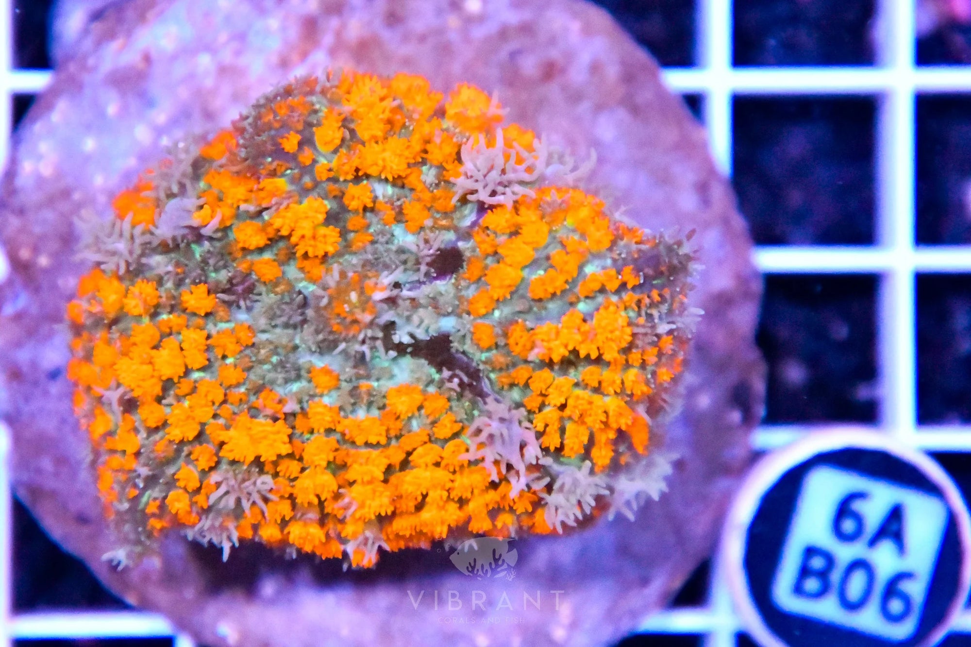 Mushroom INDO XL