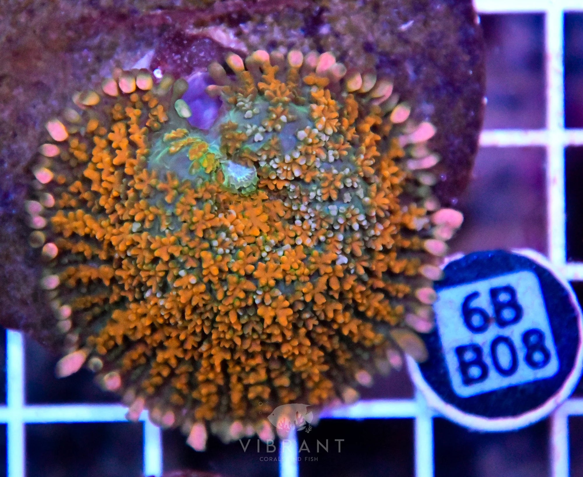 Mushroom INDO