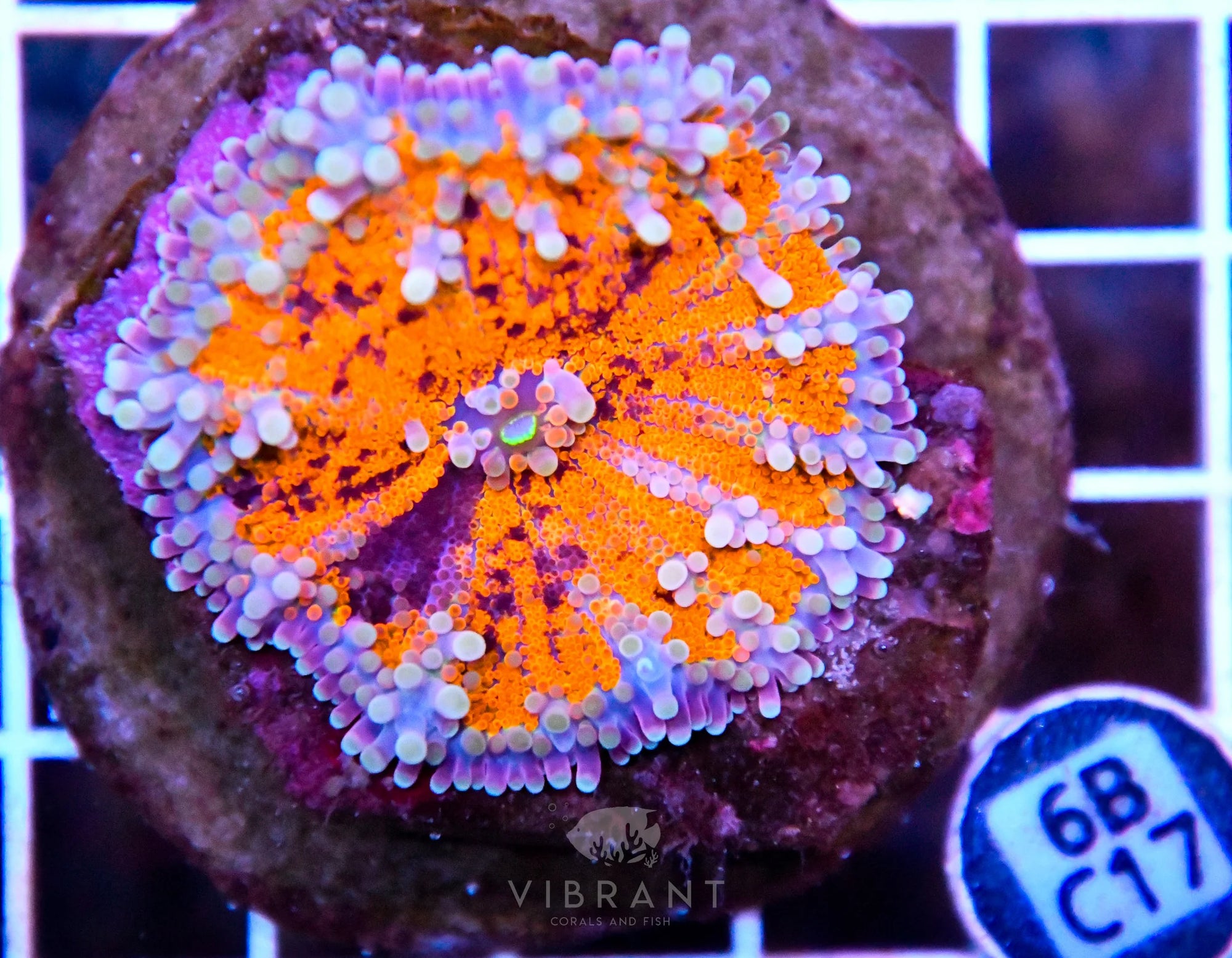 Mushroom INDO XL